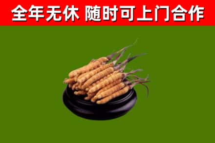 玉环市回收冬虫夏草